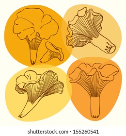 Set of chanterelle mushrooms. Vector illustrations .