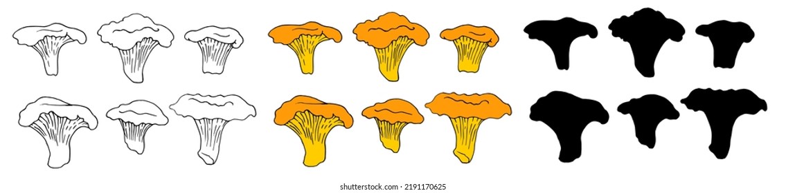 a set of chanterelles. Vector isolated yellow edible chanterelle mushrooms with black outline and silhouette on white. hand-drawn forest chanterelle mushrooms in a realistic style for labels, menus,  