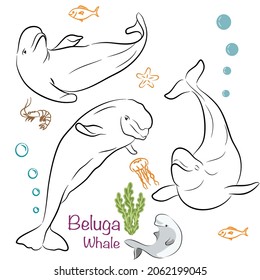 Establece el diseño del carácter del tierno estilo del doodle Beluga Whale. Ilustración vectorial dibujada a mano.