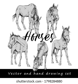 Set of the characters horses. Different poses. Hand drawn style print. Vector illustration.