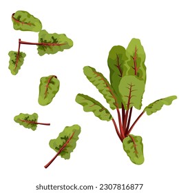 Set of chard isolated on white background, vector illustration.