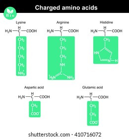 Set of charged amino acids with marked radicals - lysine, arginine, histidine, aspartic acid, glutamic acid, molecular structures, 2d vector, eps 8
