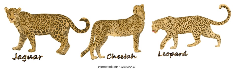 Set of cheetah and jaguar and leopard from different angles and emotions in cartoon style. Vector illustration of African animal predators isolated on white background.