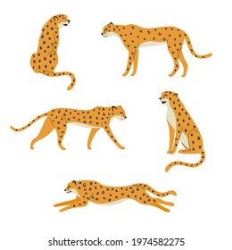 Set of cheetahs or leopards isolated on white background. Jungle wild animals. Vector illustration of leopards