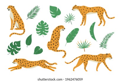 Set of cheetahs or leopards and tropical exotic leaves isolated on white background. Jungle wild animals. Vector illustration of leopards