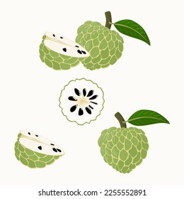 Conjunto de cherimoya aislado en fondo blanco, ilustración vectorial.