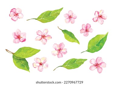 Set of cherry blossom, apple, sakura elements. Watercolor collection of spring pink flowers and leaves. Water paint vector floral elements illustration bundle 