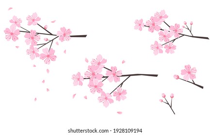 Set Of Cherry Blossom Branch On White Background Vector Illustration.