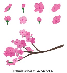  Conjunto de rama de flor de cerezo sobre ilustración vectorial de fondo blanco.