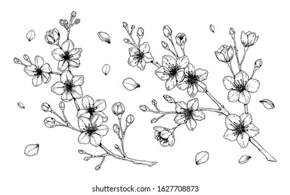 Set of cherry blossom branch. Vector illustration in sketch style isolated on white. Beautiful spring design elements.