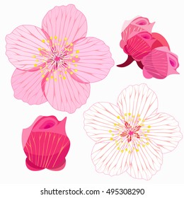 set of cherry is blossom and bud vector illustration