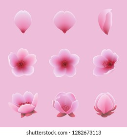 Set of cherry blossom Japanese sakura and petal floral. Vector illustration.