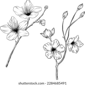 Set of cherry blossom line art sketch. Sakura flower hand drawn vector illustration in black outline.