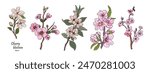 Set of Cherry Blossom, March birth month flower colored outline drawings. Modern minimalist hand drawn floral design for logo, tattoo, cards. Colorful vector clipart on transparent background.