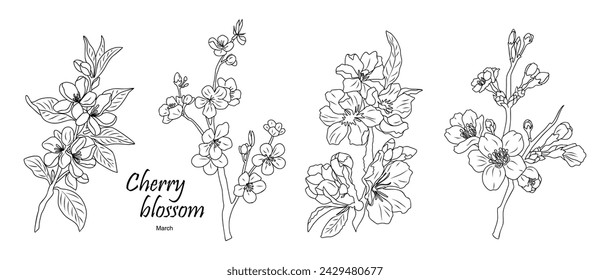 Set of Cherry Blossom, March birth month flowers. 