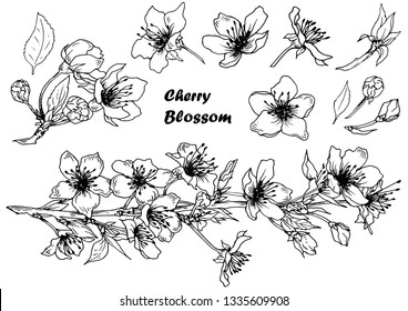 Set of cherry blossom. Spring sakura flowers. Hand drawn vector. Isolated elements for design.