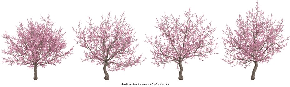 set of Cherry blossom trees on transparent background