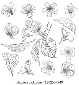 Set of cherry blossoms. Collection of flowers of sakura. Black and white drawing of spring flowers.