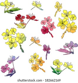 set of cherry blossoms painted by watercolor, flowers of sakura, vector illustration