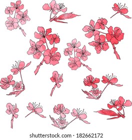 set of cherry blossoms painted by watercolor, pink flowers of sakura, vector illustration