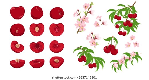 Set with cherry flower, cherry on a branch, a whole cherry and half a fruit. Hand drawn cherry set.