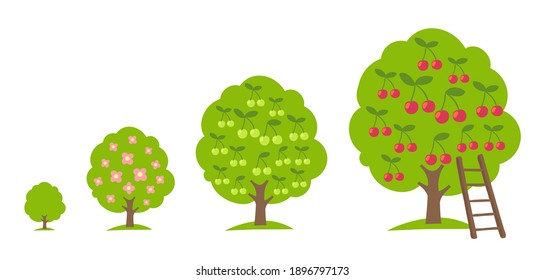 Set of Cherry fruit tree growing process. Orchard garden harvest. Development stage. Ripening period vector infographic.