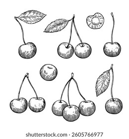 Set of cherry ink black and white illustrations isolated on white background. Vector design elements in vintage engraving style.