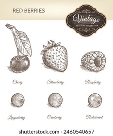 Conjunto de cereza, lingonberry, arándano, grosella roja, frambuesa, fresa en estilo vintage aislado sobre fondo blanco. Comida orgánica vegetariana. Ilustración vectorial.