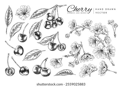 Set of cherry sprigs with berries, leaves and flowers engraved sketch. Hand drawn fresh ripe fruit. Garden food plant, juicy dessert, farm harvest ink style. Vector outline illustrations isolated