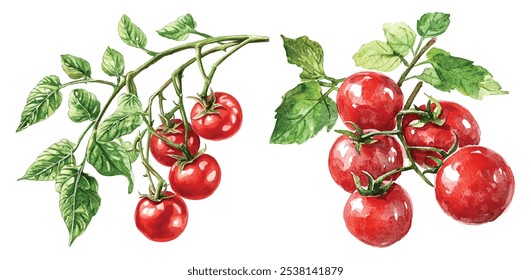 Set of Cherry tomatoes watercolor hand painted. Fresh, round, and juicy cherry tomatoes isolated on white background.