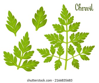 A set of chervil on a white background. Herbs.
