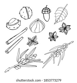 Set with chestnut, cinnamon, sea buckthorn, anise, acorn. Autumn plants, botanical set. Coloring book for children and adults, poster, textiles, packaging. Isolate. stock graphics