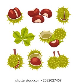 Set of chestnut fruit collection kit, american chestnuts with its spiny burrs and nuts. Castanea sativa with leaves, seed, and open cover, shrubs castanea, isolated on white background, cartoon.