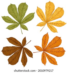 A set of chestnut leaves of all seasons. Isolated hand-drawn vector illustration