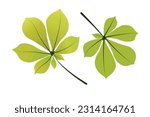 Set of chestnut leaves. Vector clipart isolated on white background.