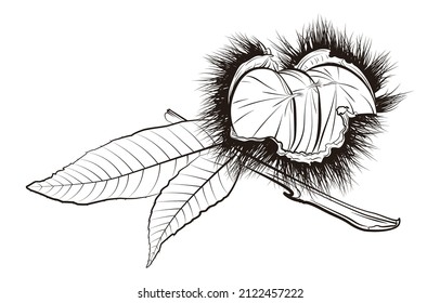 A set of Chestnut vector illustration