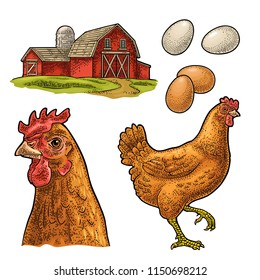 Set chicken. Bird, egg and farm. Vintage color vector engraving illustration for poster and label. Isolated on white background.