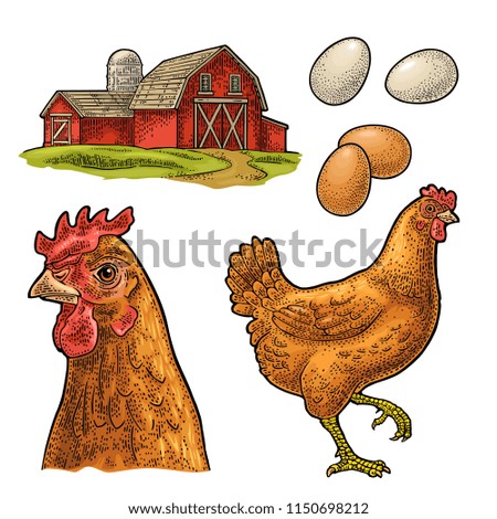 Set chicken. Bird, egg and farm. Vintage color vector engraving illustration for poster and label. Isolated on white background.