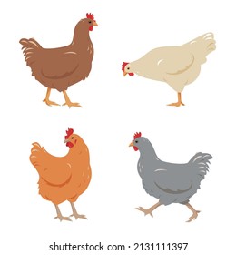 Set of Chicken birds in different poses isolated on white background. Brown, gray, red and white pens poultry icons. Vector flat or cartoon illustration.