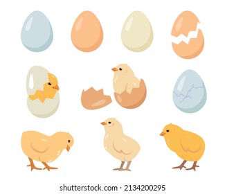 Set of chicken eggs and chicks. Chickens farm elements vector illustration isolated on white background.