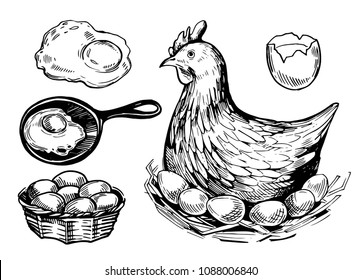 Set of chicken eggs. Hand drawn illustration converted to vector