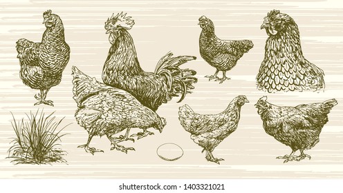 Set of chicken, hand drawn set.