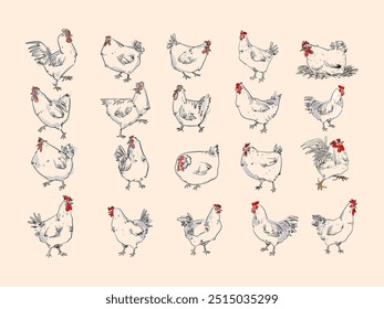 Conjunto de Ilustración vectorial de arte de línea dibujada a mano de pollo, gallina, gallo animal. Boceto, esbozo de estilo vintage de aves de corral granja de aves de colección de animales.