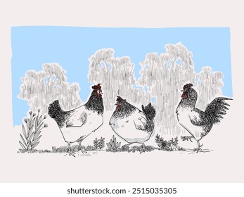 Conjunto de Ilustración vectorial de arte de línea dibujada a mano de pollo, gallina, gallo animal. Boceto, esbozo de estilo vintage de aves de corral granja de aves de colección de animales.