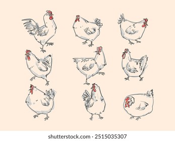 Conjunto de Ilustración vectorial de arte de línea dibujada a mano de pollo, gallina, gallo animal. Boceto, esbozo de estilo vintage de aves de corral granja de aves de colección de animales.