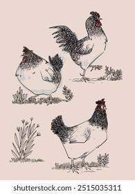 Set of chicken, hen, rooster animal hand drawn line art vector illustration. Sketch, outline vintage style poultry farm bird animal collection.