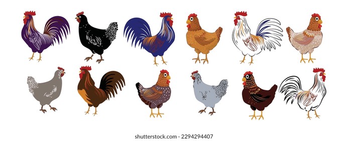 Set of chicken hen rooster icon character pet animal  vector illustration.