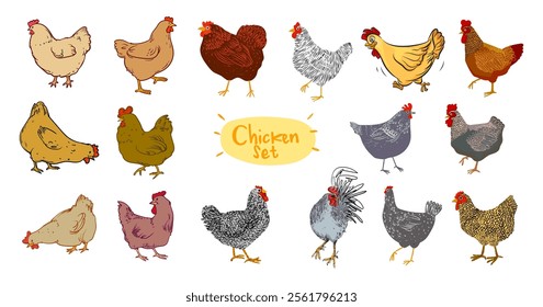 Set of chicken, hen, rooster outline sketch hand drawn isolated on white background illustration. Birds poultry farm animal collection on vintage style.