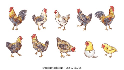 Set of chicken, hen, rooster outline sketch hand drawn isolated on white background illustration. Birds poultry farm animal collection on vintage style.