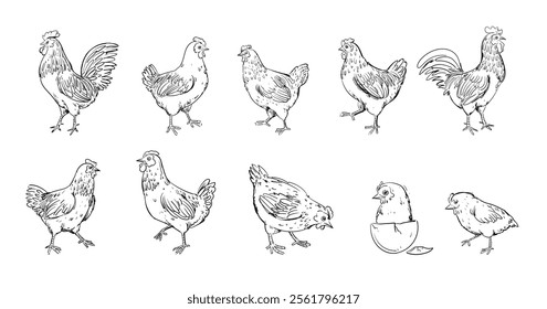 Set of chicken, hen, rooster outline sketch hand drawn isolated on white background illustration. Birds poultry farm animal collection on vintage style.